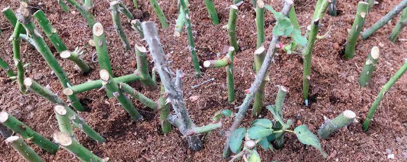 扦插是有性繁殖还是无性繁殖,扦插如何快速生根