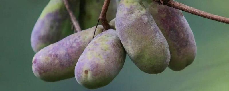 八月炸种植技术和土壤要求,八月炸适合哪些地区种植