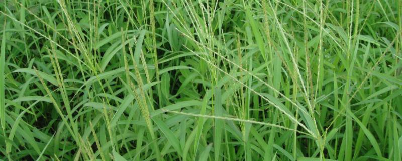灭草松能灭什么草,对哪些作物有害
