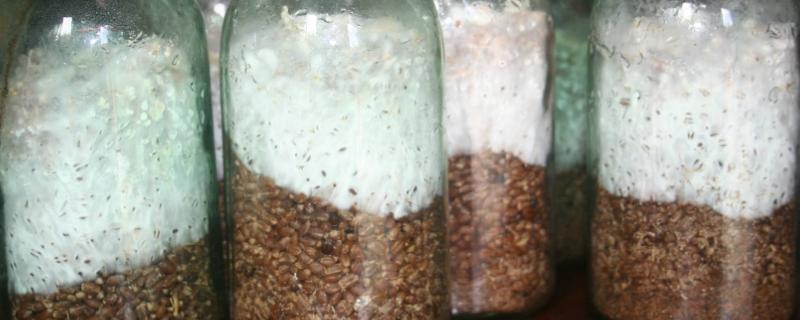 菌种怎么制作，菌种保藏方法（菌种的保藏方法）