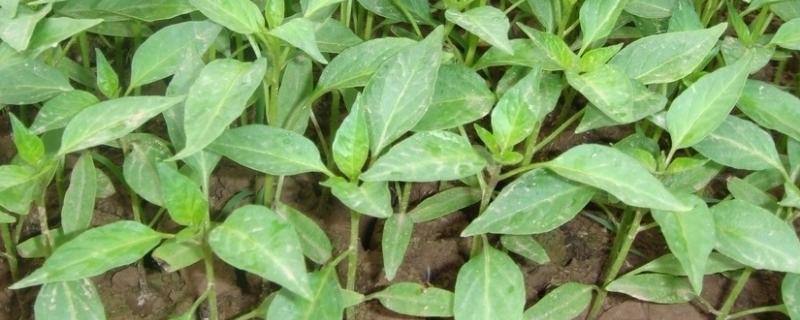 辣椒播种后几天出苗,辣椒播种后多久可以移栽