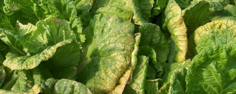 秋白菜烂根用什么药,是什么原因导致的