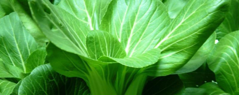 冬天种青菜用什么肥,附种植方法 冬季种青菜