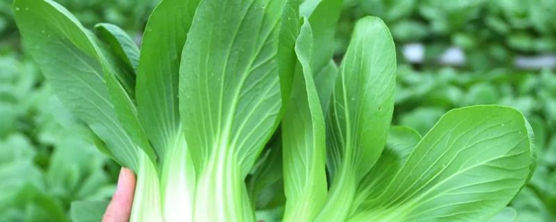 油菜种植技术及施肥方法（油菜的移栽和施肥方法）