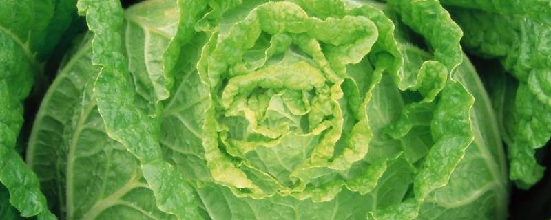 白菜死苗烂根怎么办,是什么原因导致的