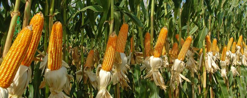 迪卡6518玉米品种简介 玉米品种迪卡653