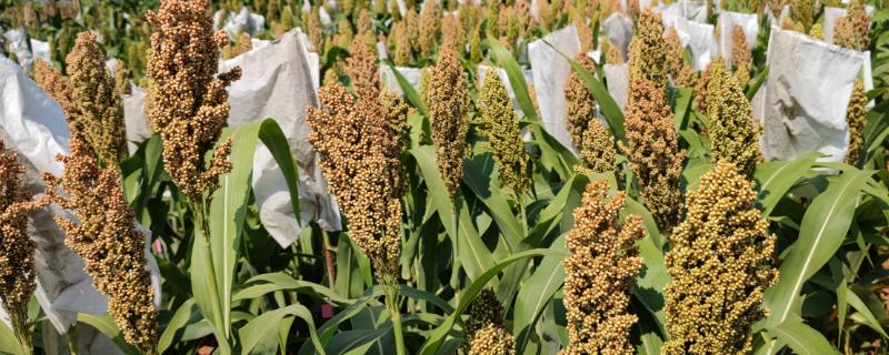 高粱种类,适合哪些地方种植 高粱哪里种