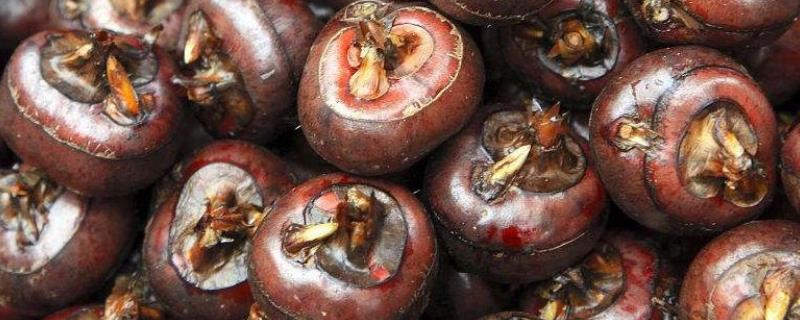 马蹄用多效唑使用技术,适合在什么地方生长