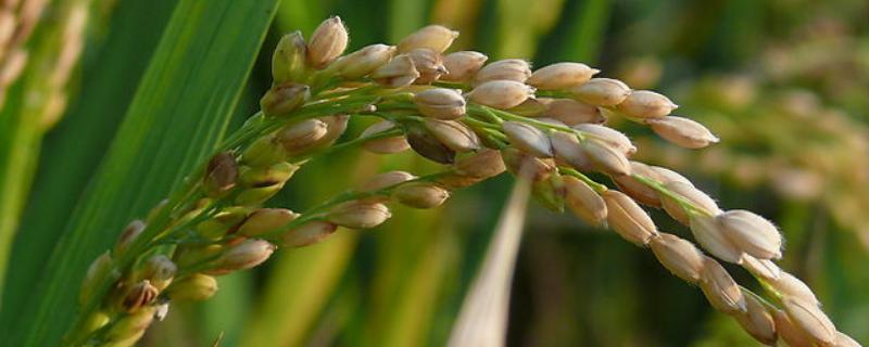 华优钰禾水稻品种 华优钰禾水稻品种国审了吗