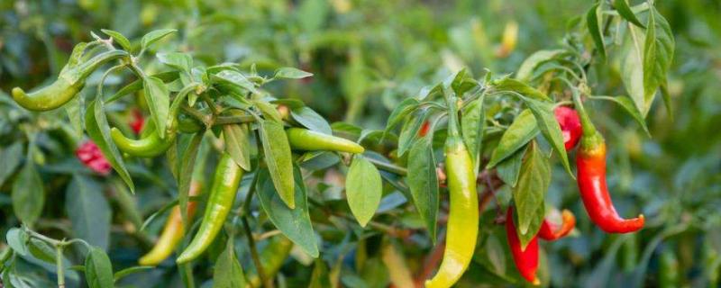 辣椒猝倒病特效药,是什么原因引起的