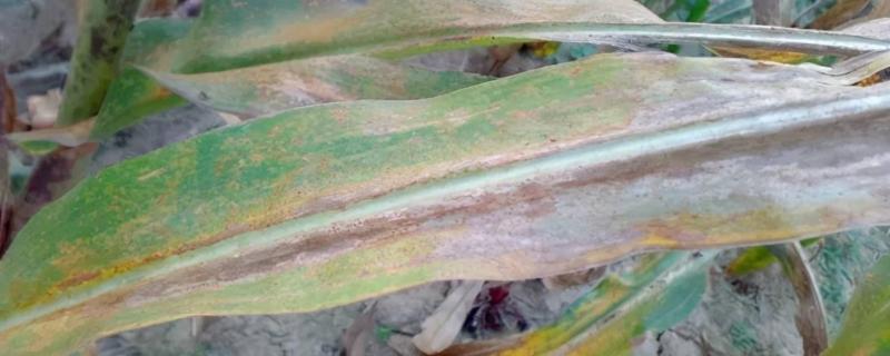 玉米杆有铁锈可以给羊吃吗,玉米铁锈病用什么防治