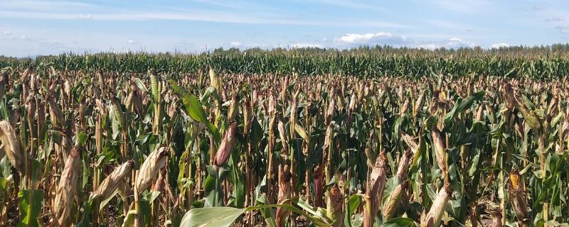 京品50玉米种品种介绍(京品50玉米种子价格)