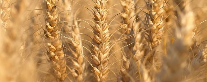 淮麦50品种介绍（淮麦45品种介绍）