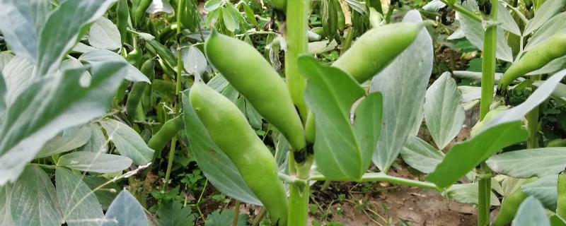 鲜蚕豆亩产多少斤，蚕豆可以移栽吗 鲜蚕豆亩产多少斤,蚕豆可以移栽吗视频