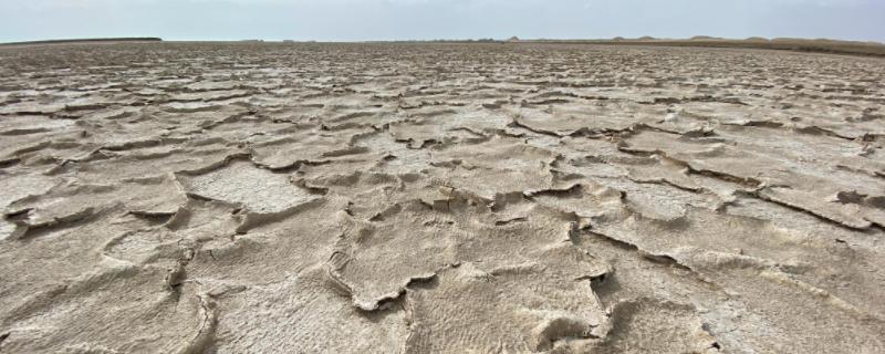 盐碱地形成原因，适合种什么牧草（盐碱地形成原因,适合种什么牧草植物）