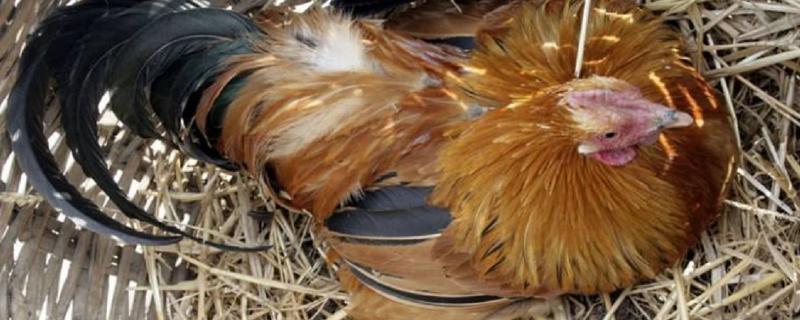 母鸡抱窝多久吃一次食,鸡抱窝吃什么药醒窝