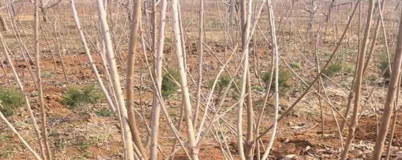 鲁樱3号樱桃苗简介 鲁樱三号樱桃树