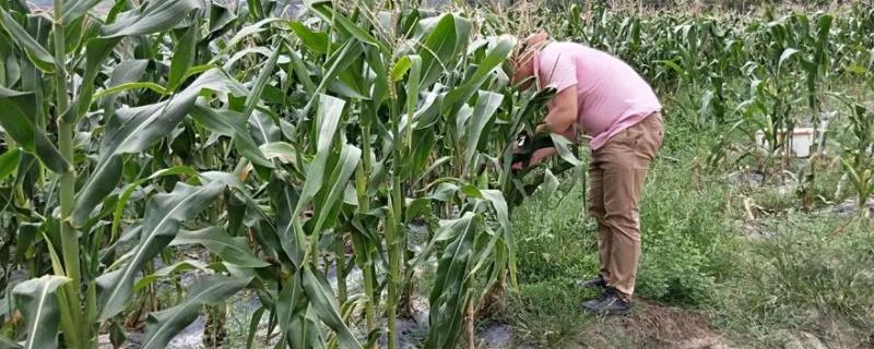 dk1799玉米种介绍（dk1777玉米种介绍）