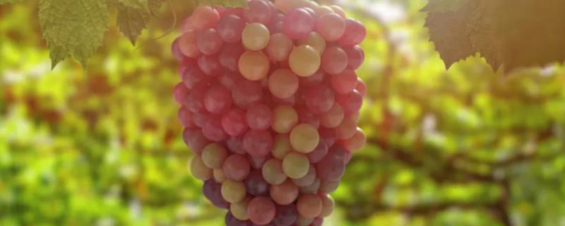 葡萄的特点,喜欢什么样的环境(葡萄的特点,喜欢什么样的环境生活)