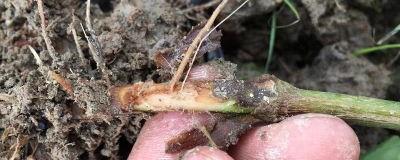 辣椒青枯病发病原因，如何防治（辣椒青枯病发病原因,如何防治和治疗）