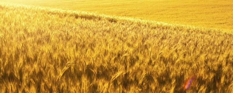 西农857小麦品种介绍（西农865小麦品种）