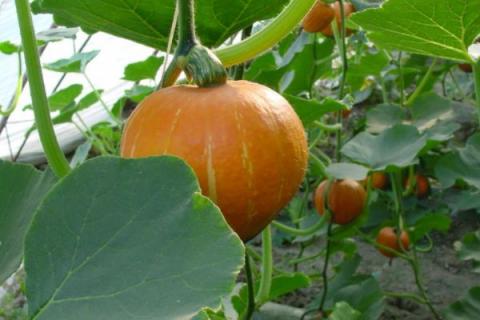 七月露地种植什么农作物