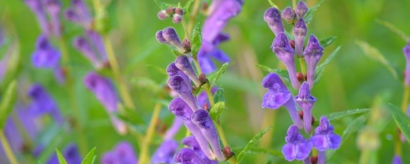 黄芩种子一斤能种几亩，附种植方法 黄芩种子一斤能种几亩,附种植方法图片