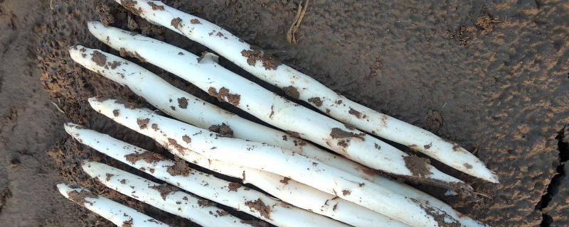 芦笋的种植与管理,适合在中国的哪些地方种植