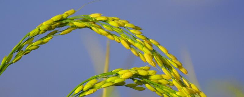 水稻细菌性条斑病的防治方法,附症状