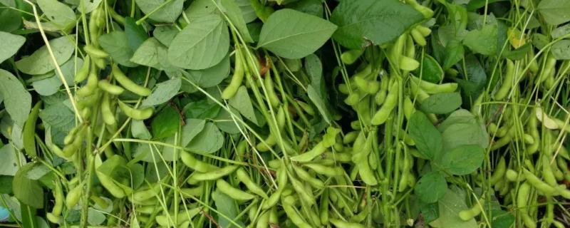 大豆花期管理及病虫害防治