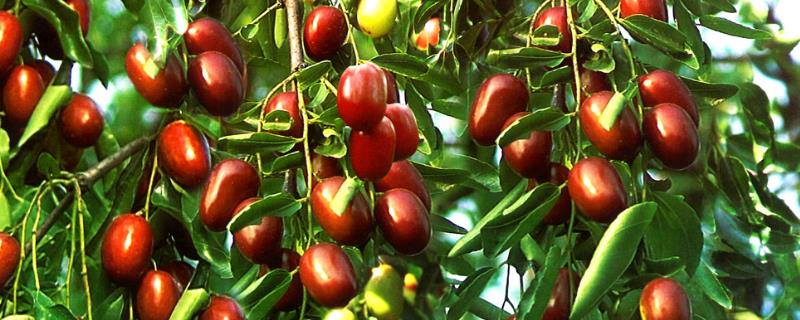 枣树环剥的最佳位置和时机,枣树环剥起到什么作用