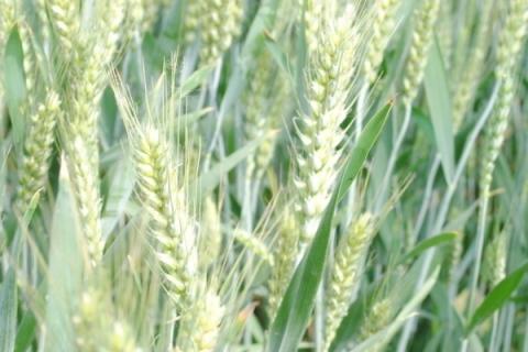 河农128小麦品种介绍