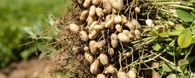 花生开花期要施什么肥,施肥后可以马上浇水吗