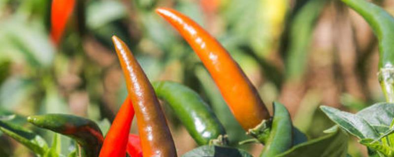 辣椒怎么种植产量高，辣椒种植需要施什么肥
