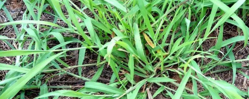水稻杀稗草最有效的药,稗草千金如何区别