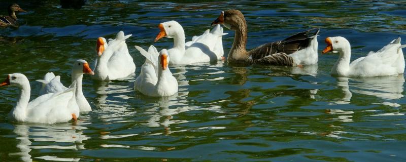 一个月的鹅喂什么饲料,附饲料配方表