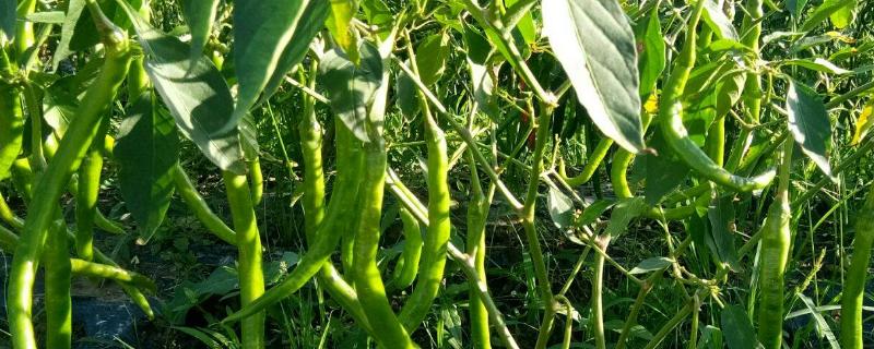 海椒长燕虫怎么办,附海椒的种植方法