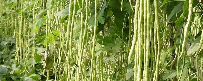 豆角虫害主要有哪些,分别如何防治