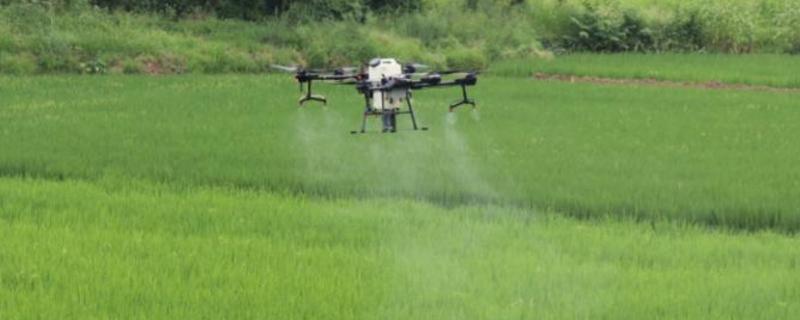 草安膦除草剂需要多少时间见效,能打玉米地吗