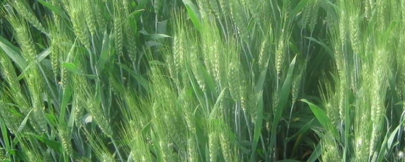 衡h1217小麦品种（衡h1217小麦品种与山农24）