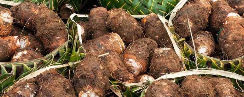 芋头栽培田间管理技术,种芋头用什么肥料好