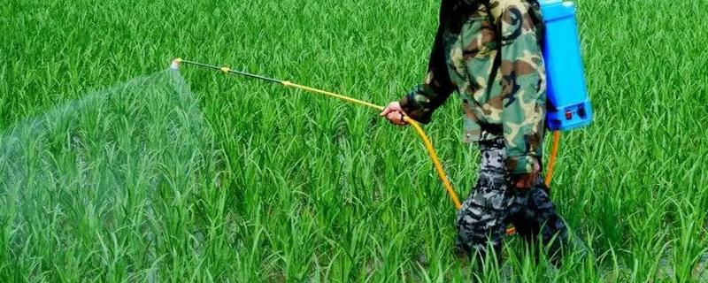 莎稗磷对什么草有用,附使用方法