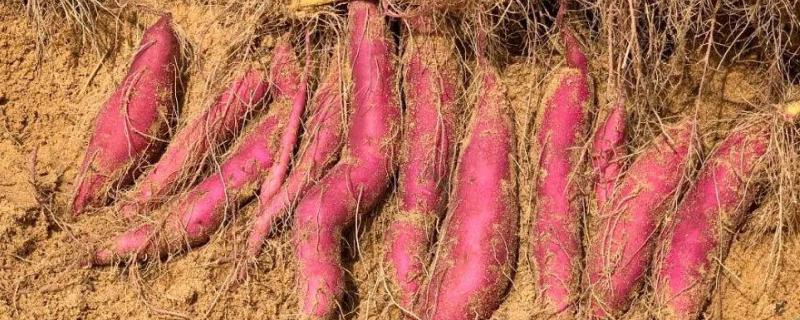 地瓜怎样种植，什么时候种植好（地瓜的种植时间和收获时间）