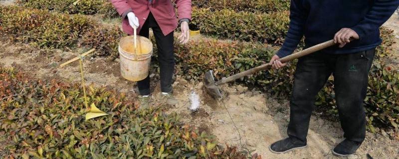 有机水溶肥的作用,可以代替有机肥吗