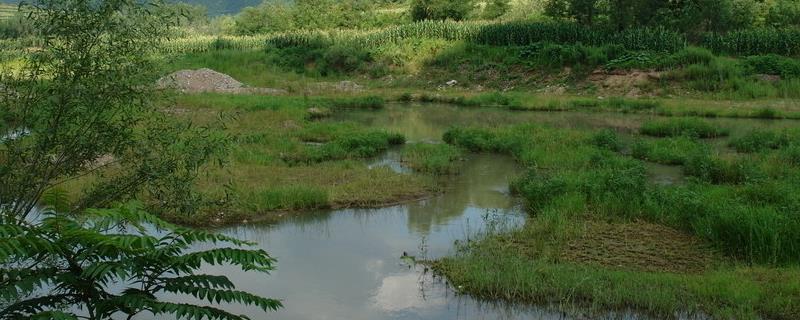 洼地适合种植什么作物，洼地是什么地貌