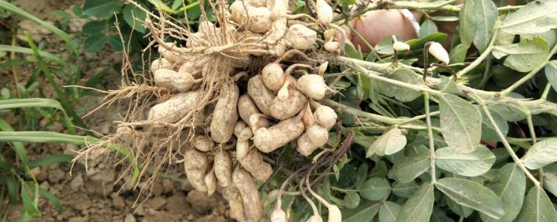 烯效唑在花生控旺的用法和用量,烯效唑能和磷酸二氢钾混用吗