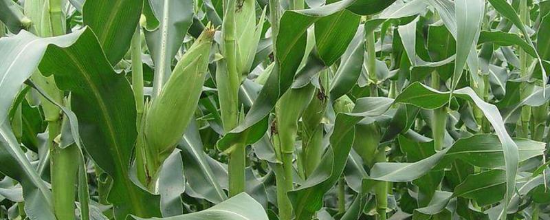 玉米叶面肥配方，什么时候打合适 玉米叶面肥什么时候打效果好
