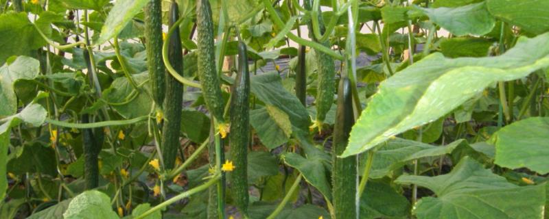 小满成熟的农作物 小满作物有哪些