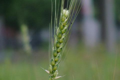 郑麦6694品种介绍