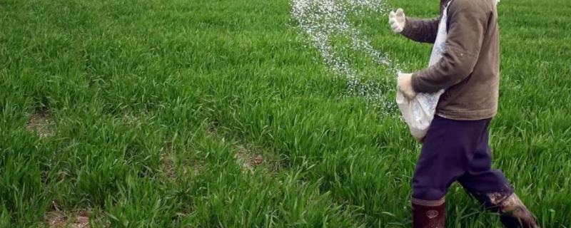 尿素追肥几天能见效，如何使用效果好